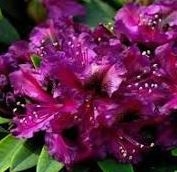 Rhododendron Hybrid 23 cm potte